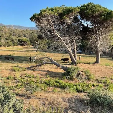 Mini Agosta Albitreccia